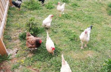 4 Sterne Ferienwohnung Stammzeit - Photo 20