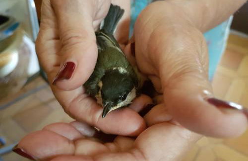 Monica di Sorbo - Foto 16