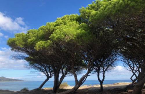 Under the Lemon Tree - Foto 29