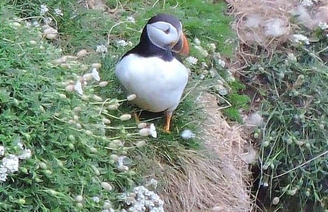 Bespoke Hand Built Shepherds Hut in Dunbeath - Foto 19