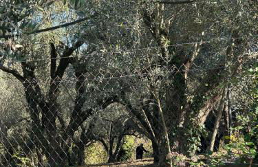 Giardino degli ulivi - Foto 38