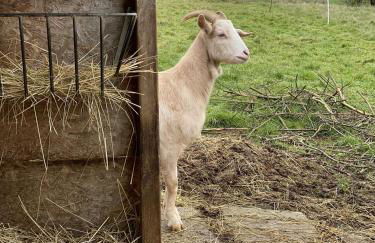 La Souveraine - Cottage - Château Le Bas Bleu - Foto 63