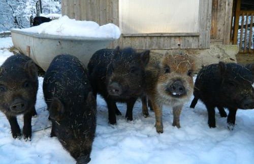 Schlossberghof - Foto 34