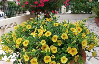 Μaisonette Deja Bleu - Foto 21