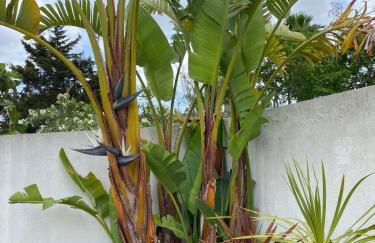 Casa do Jardim - Foto 6