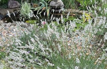 The Resting Shepherd - Foto 24