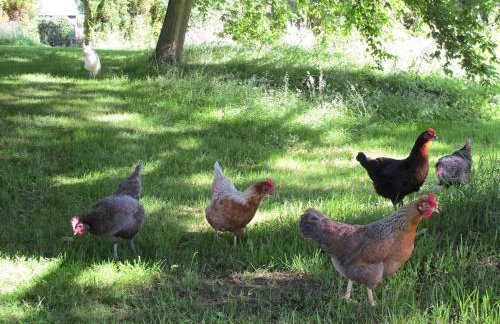 Deepwell Granary is a lovely thatched barn with attached meadow woodland - Foto 34