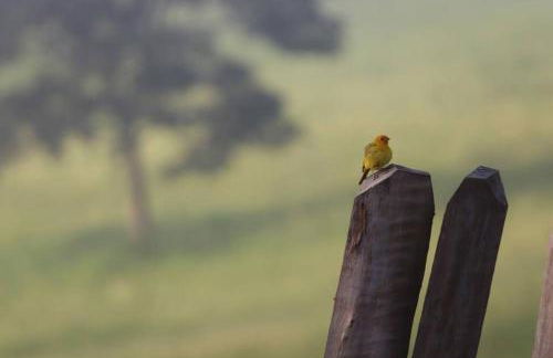 Chalés do Mato Dentro - Photo 26
