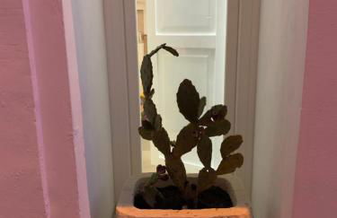 Bianco Antico Salento - Foto 17