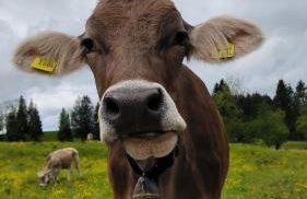 Ferienwohnung Allgäuerle 1604 Ski in Ski out an der Skipiste mit Hallenbad Sauna - Photo 35