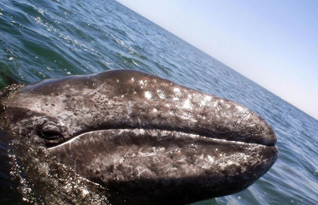 Grauwale beobachten - Private Tour - Foto 5