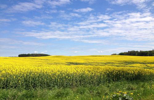 Jabłkowo-na skraju Puszczy Boreckiej ŚNIADANIA W CENIE - Foto 68