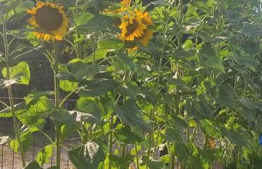 Domek letniskowy w Sitnie - Foto 14