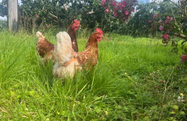 Campbell's Cottage - Foto 22