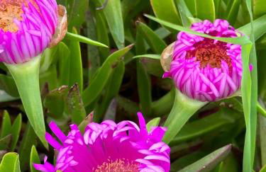 À deux pas de la plage du Fogeo Arzon - Foto 8
