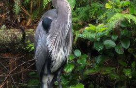 Cozy Tiny House off Mtn Loop Hwy on shared lot - Great for nerby hiking - Foto 36