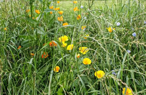 Barcud Coch - Uk44539 - Foto 29