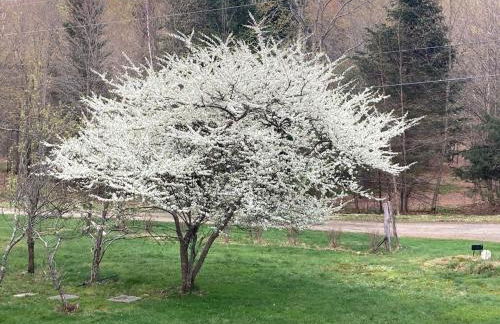 Roscoe Retreat - Foto 7