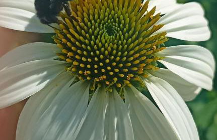 Ferienwohnung mit Blick auf die Moselloreley - Foto 14