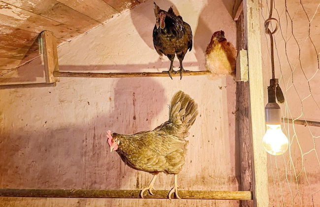 4 Person Holiday Home in Bjorko-by Traum - Foto 28