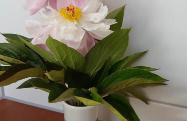 Ferienwohnung An der kleinen Schreinerei - Foto 16