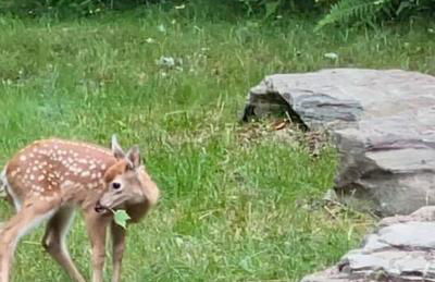 Private Cottage with Hot Tub in the Woods - Foto 26