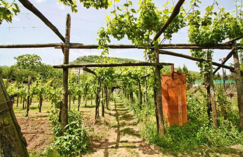 Agriturismo La Chiana - Foto 35