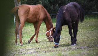 Agroturystyka w Dolinie Raty - Foto 4