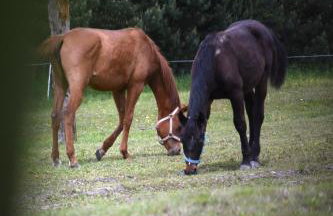 Agroturystyka w Dolinie Raty - Foto 4