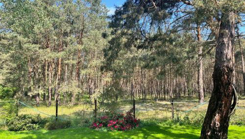 Ferienhaus im Wald, am Briesener See - Foto 3, Garden