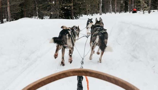 Ruta en trineo por Luosto