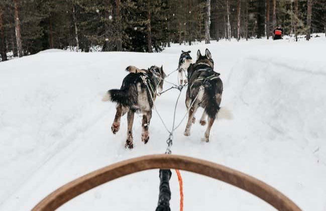 Balade en traîneau tiré par des huskies - Photo 4