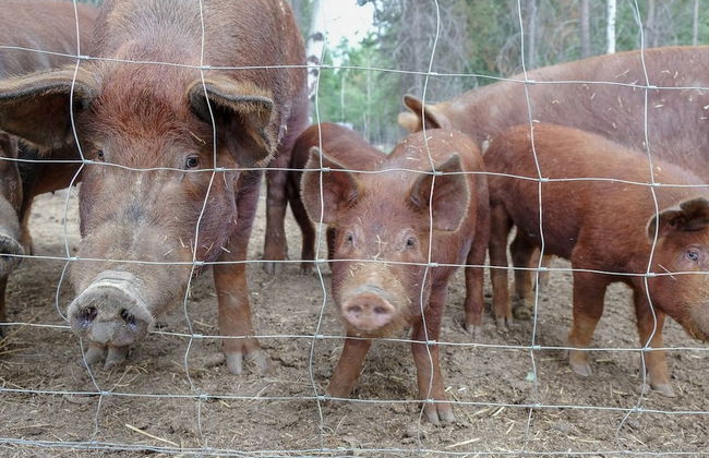 Beautiful Log Chalet Near Fernie, BC - Foto 32
