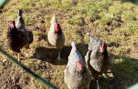 Landhaus Himmelsbach 22 - Foto 46