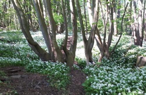 Holiday home in the Harz Mountains with 3 bedrooms - Foto 35