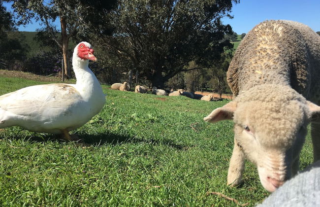 Balingup Highview Chalets - Foto 17