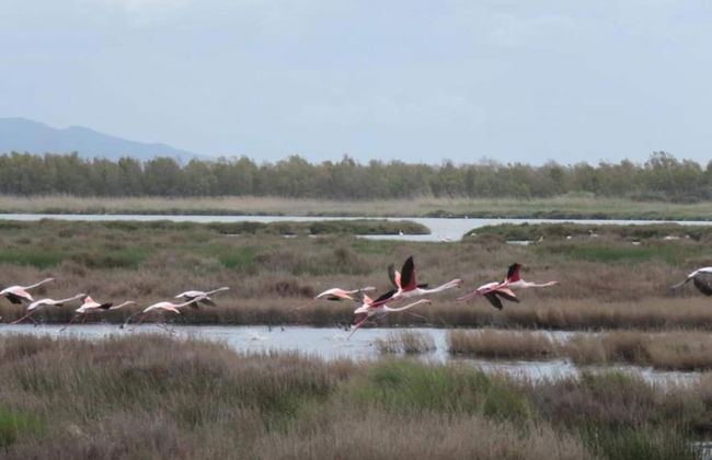 Holiday Home in Arborea With Pools & Spa - Foto 42