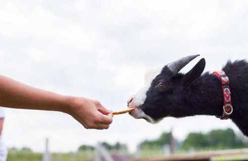 Zagroda Nad Kotelnią - Foto 76