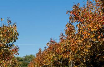 'Bramley' Hut on private farm - Foto 3