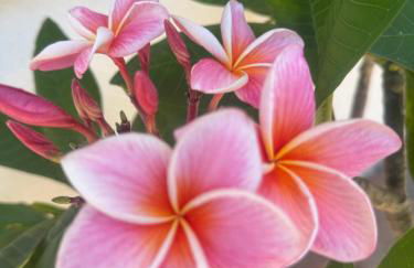 Green paradise with Etna view - Foto 19