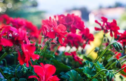 Cascina Tumas Orta Lake - Photo 50