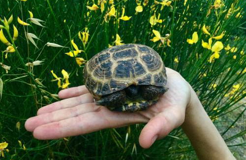 Agriturismo Monaci Templari - Foto 61