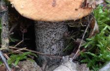 Holenderki na Zielonych Wzgórzach, Łowyń - Foto 54