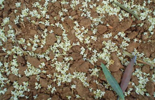 Agriturismo Le Carolee - Foto 49