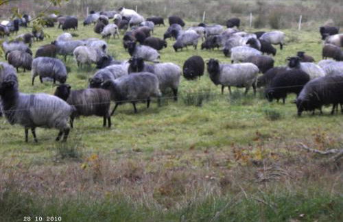 Ferienwohnung Huus ton witten Barg - Foto 10