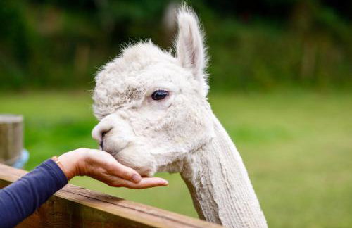 The Roundhouse - Foto 23