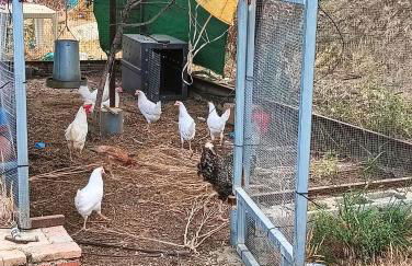 Finca Mis Morenas - Foto 30