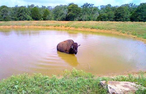 Romantic and Unique Tree House Rental on a Private Ranch in Central Texas - Foto 21