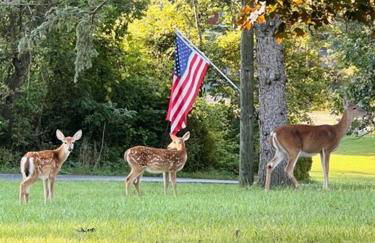 Wandering Whitetail Estate - Indiana Dunes - Valpo U - Pet Friendly - Foto 23
