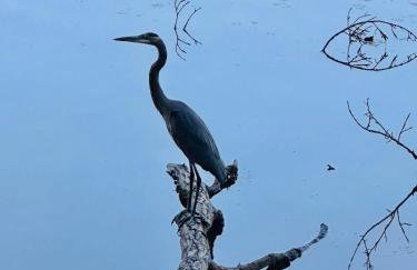 Ozran Cottage - a mid-century Lakefront getaway - Foto 15